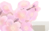 寄り添う桜