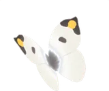一休みしているツマキチョウ