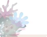 白化サンゴ・左