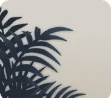 ラウンジの観葉植物