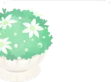 フランネルフラワーが咲くポット
