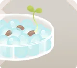 発芽実験中のシャーレ