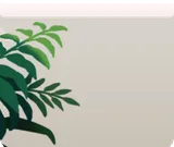 鬱蒼と茂った植物・左