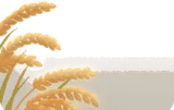 夕陽に輝く稲穂