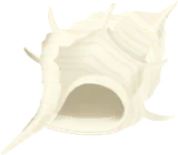白い貝がら