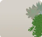 寄せ植えられた多肉植物