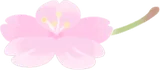 一輪の桜