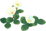 白いフヨウカタバミ