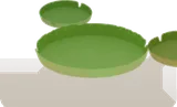 オオオニバス