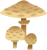 小さなカラカサタケ