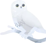 静かに見守る白いフクロウ