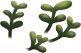 広がる小さな水草・右