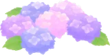 満開の紫陽花の丘