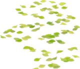 落ち葉でできた道