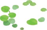 浮かぶ水草・ラグ
