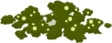 鉢植えに生えた苔