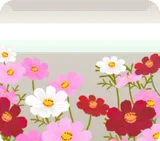 青空のコスモス畑