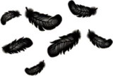 ふわふわの黒い羽根