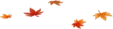 舞い落ちたもみじの葉