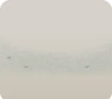 サンゴの砂