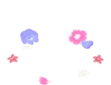 散らばったエディブルフラワー