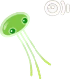 プカポン・緑