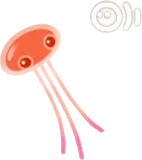 プカポン・赤