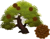 松の木
