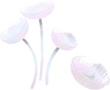 透き通ったザラエノヒトヨタケの木