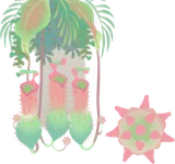 トゲツボカズラの木