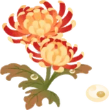 咲き誇る古典菊の木