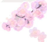 透き通った桜の木