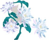月下美人の木