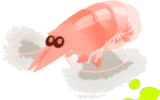 リヴリーに懐くサクラエビ