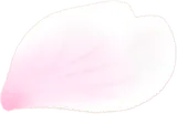 やわらかな桜の花びら