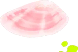 拾ってきた桜貝