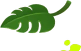 モンステラの葉