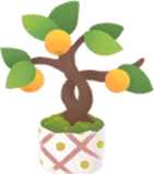 キンズの豆盆栽