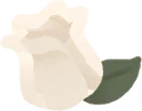 小さなホワイトローズ