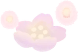 淡い光を放つ桜
