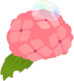 雨上がりの紫陽花