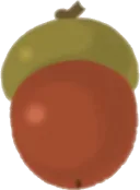 どんぐりの実の画像