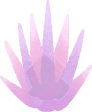 無限花の実の画像