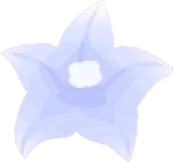 白桔梗の花の実の画像