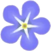 小さなホタルカズラの花の実の画像