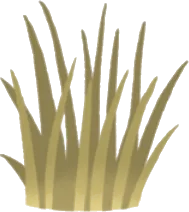 猫草の実の画像