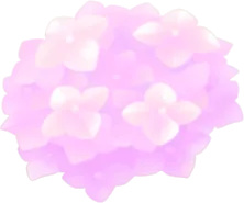 サンルームの紫陽花の実の画像