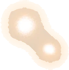フロストツリーの実の画像