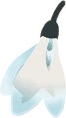 色褪せたスノードロップの実の画像