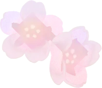 透き通った桜の実の画像